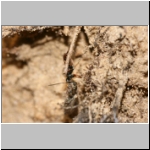 Agenioideus cinctellus - Wegwespe mit Spinne 01d - Sandgrube Niedringhaussee.jpg